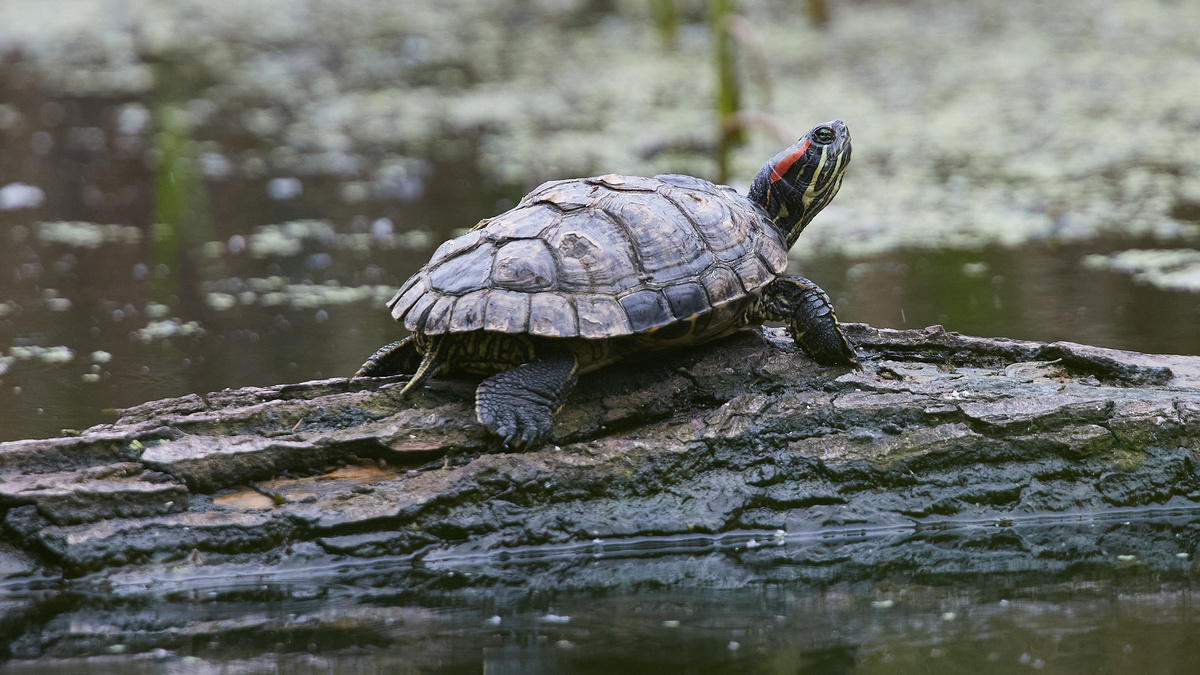 Красноухая черепаха