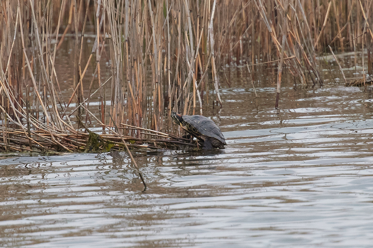 Красноухая черепаха