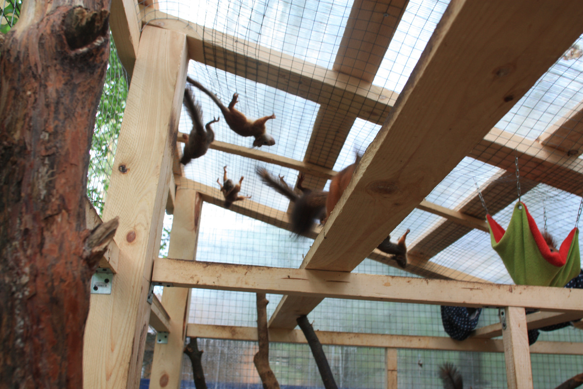 Дичальник внутри