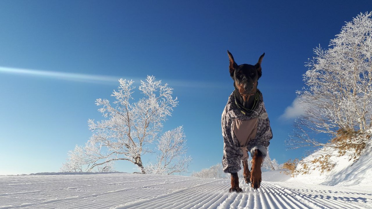 Стелла. Она научила меня: настоящие чудеса создаются лапами и сердцем, а не падают с неба