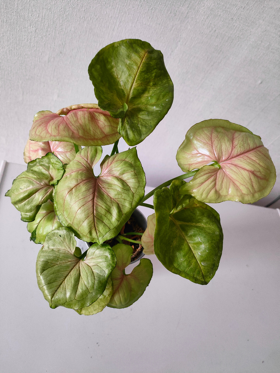 Сингониум MANGO ALLUSION /манго