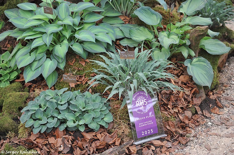 Стенд хост на Цветочном шоу в Челси