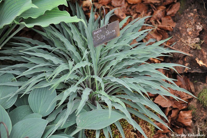 Хоста Silly String