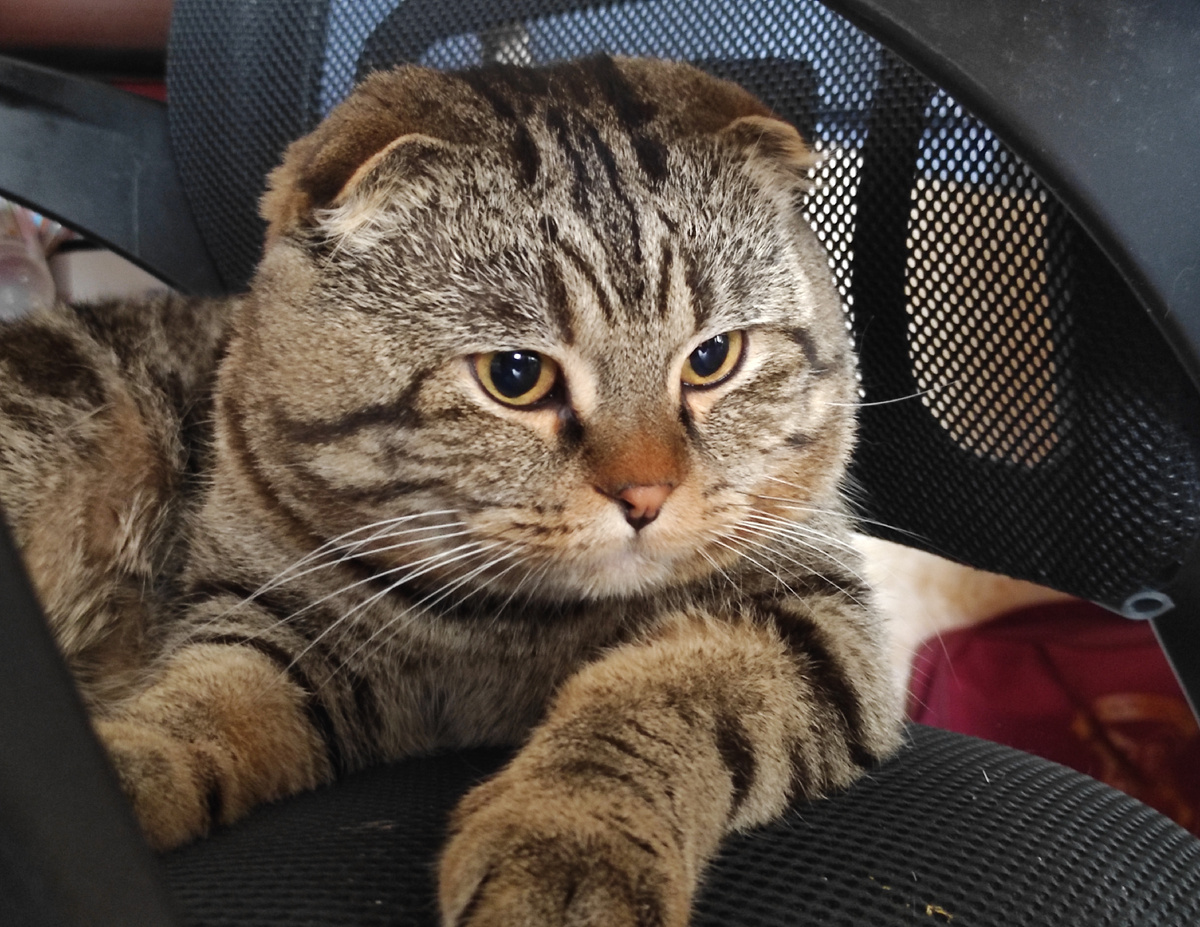 Думать – это вам не картошку чистить! Тут умение нужно 