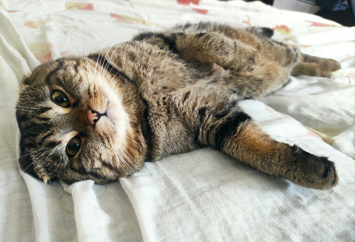 Вот тут я тяну волынку... Показательно?