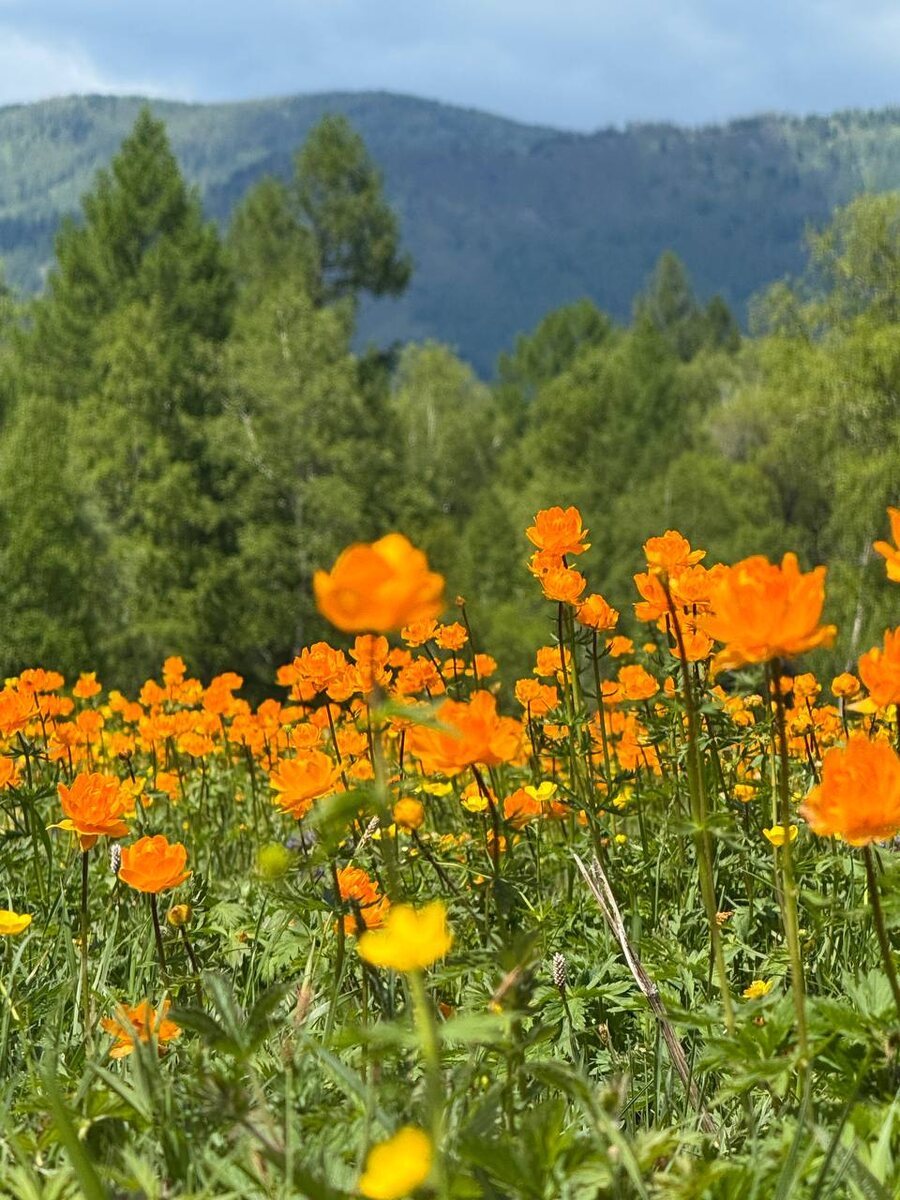 Красивейшее поле цветов - "огоньков". Фото автора.