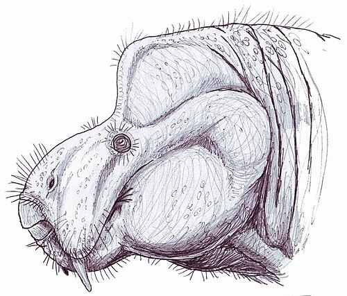 Портретная реконструкция могреберии.