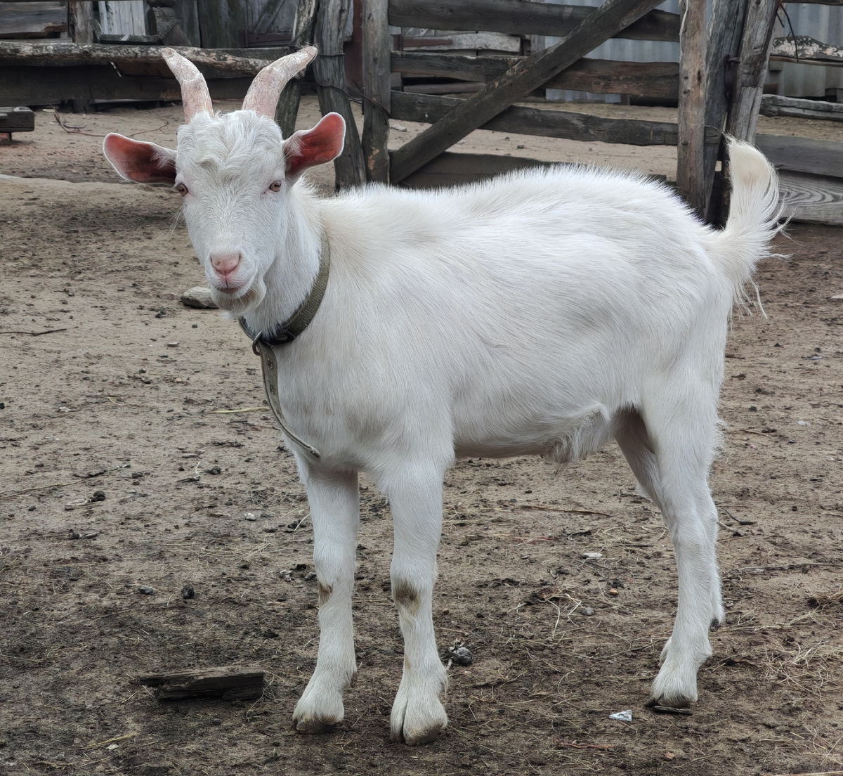 Беляш - сын Русской Белой козы. 