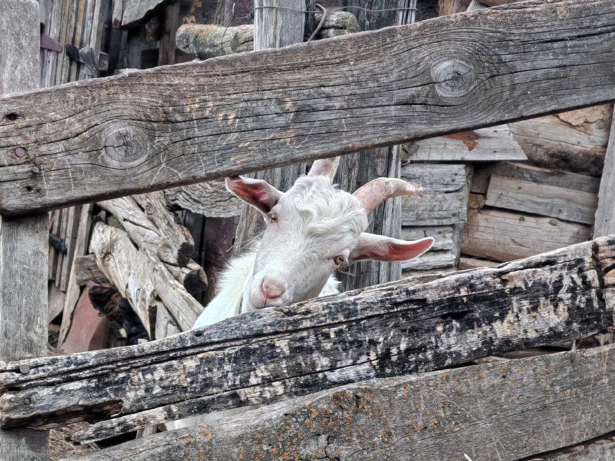 Побег в заброшку.