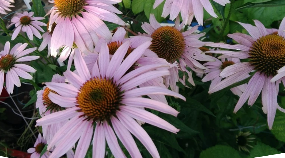Эхинацея: выращивание в саду, размножение и сорта