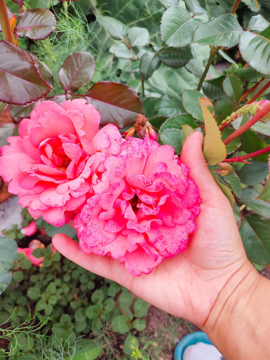 Роза чайно-гибридная "Вижн".