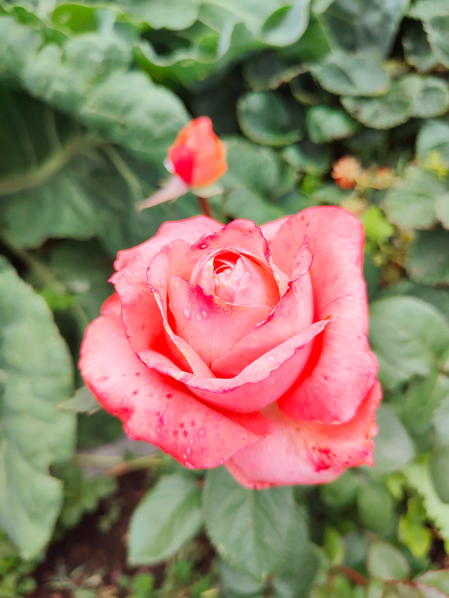 Роза чайно-гибридная "Топаз".