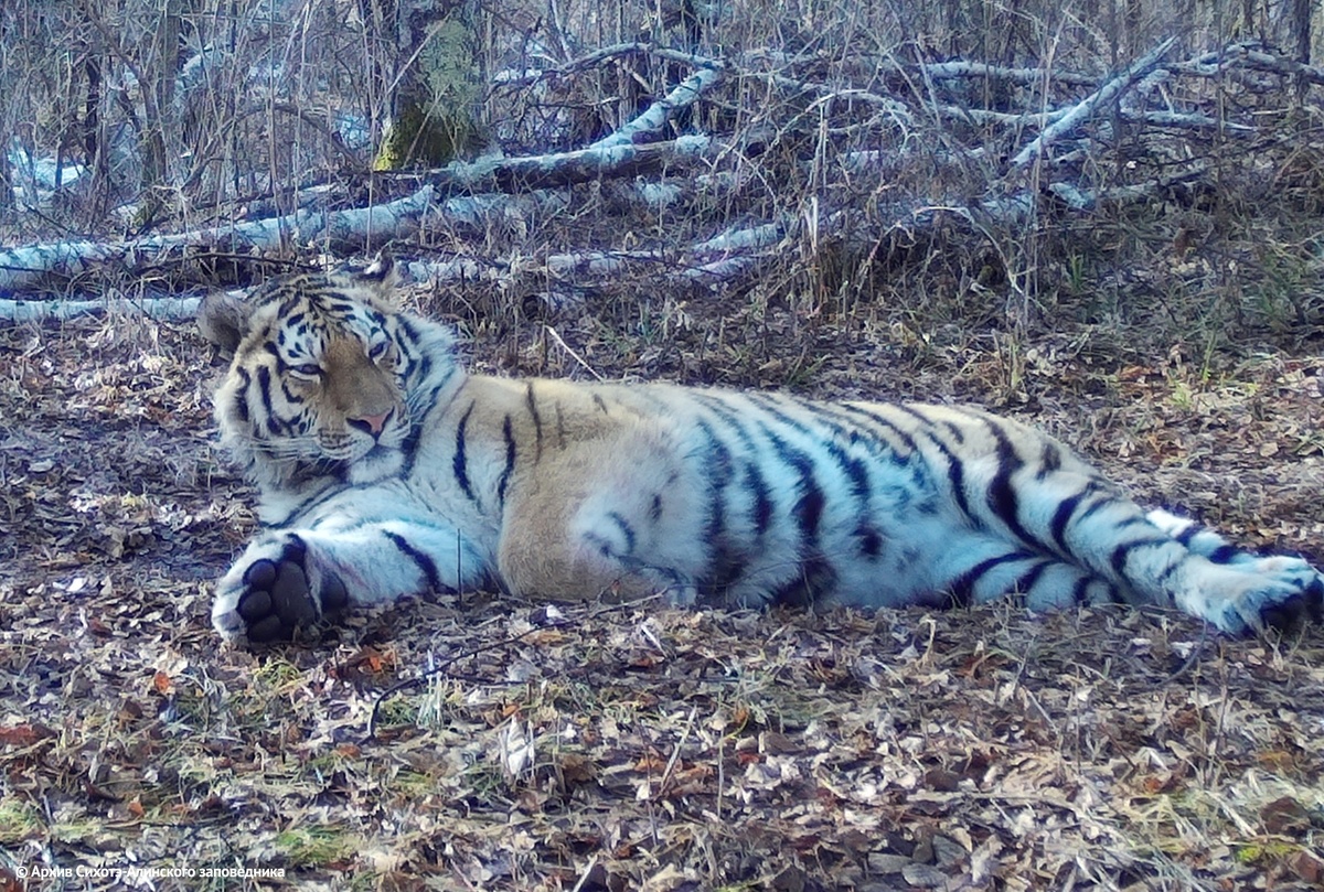 Снимок с фотоловушки принадлежит Сихотэ-Алинскому заповеднику