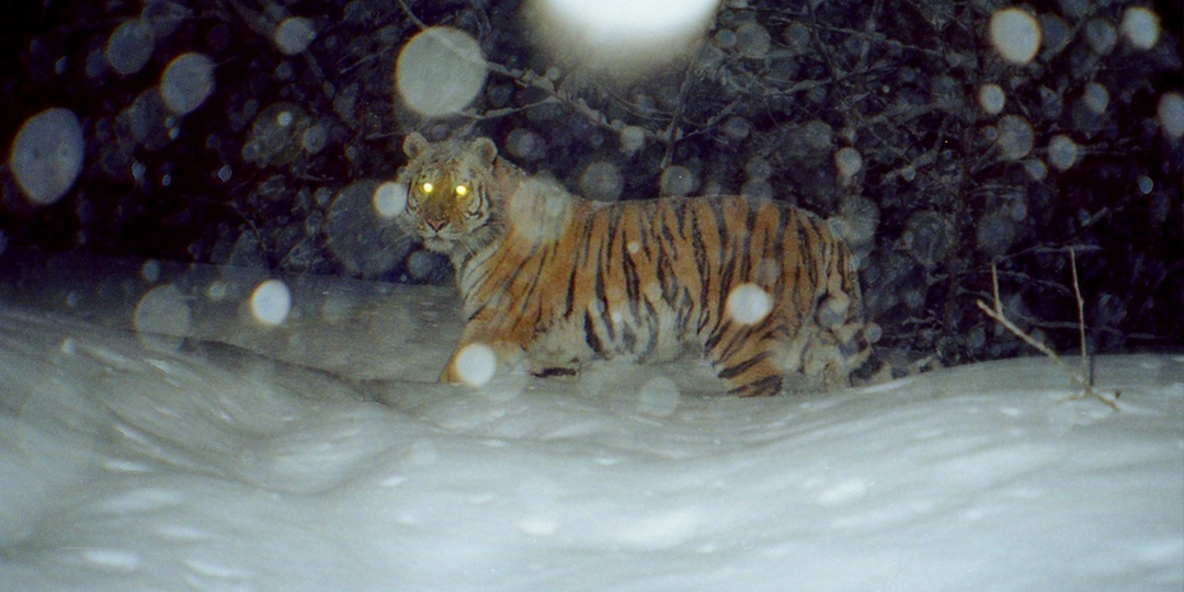 Тигры Сихотэ-Алиня: экспедиция в неизведанное. Часть 2.