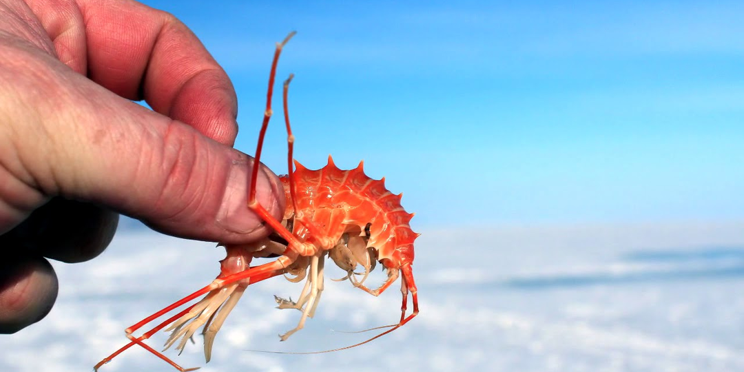 Сибирская пятёрка: 5 уникальных животных Байкала. Они не водятся больше нигде в мире!