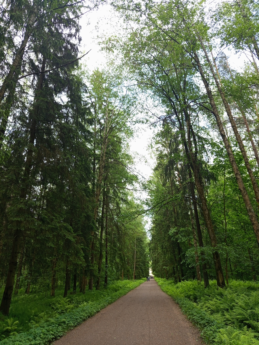 Одна из аллей парка. Здесь и дальше фото мои