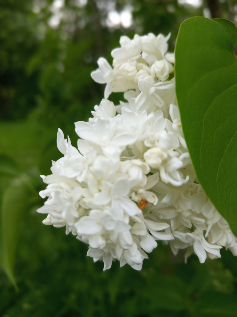 Ах,эта белая сирень..