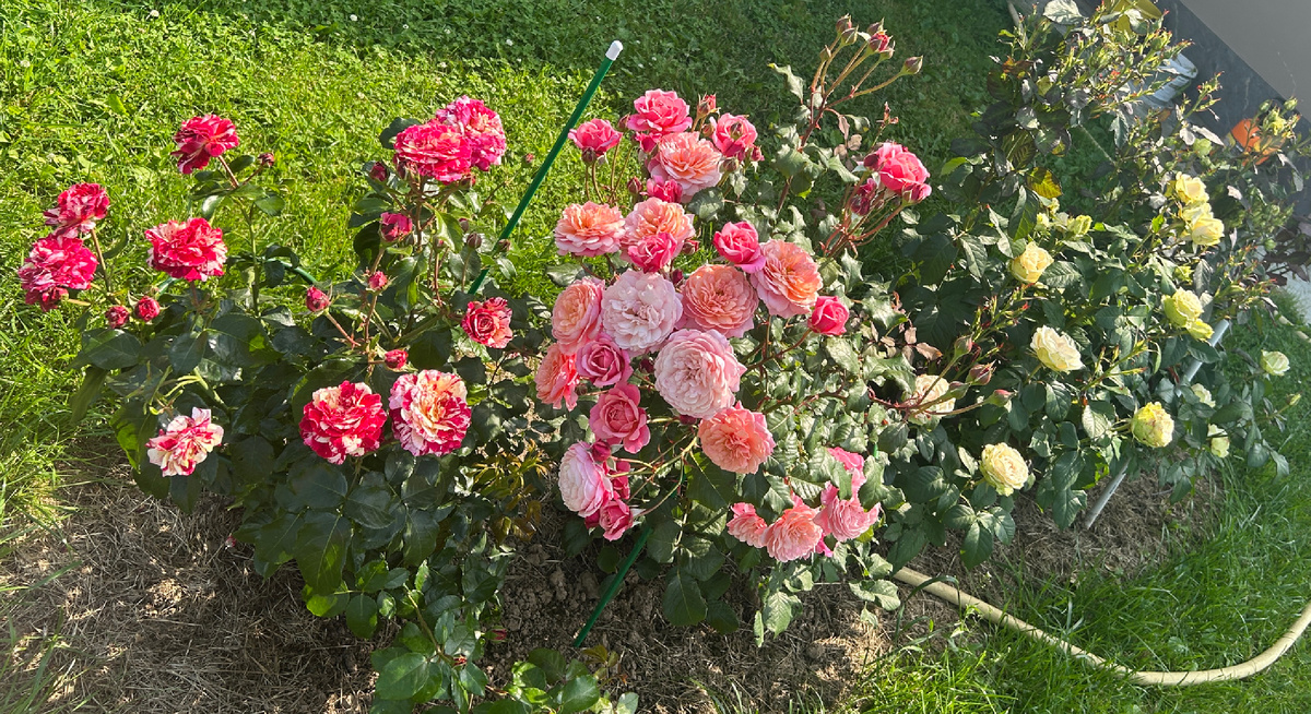 Самая моя любимая часть розария - здесь великолепный аромат, куча ярких красок, и прямо глаз радуется