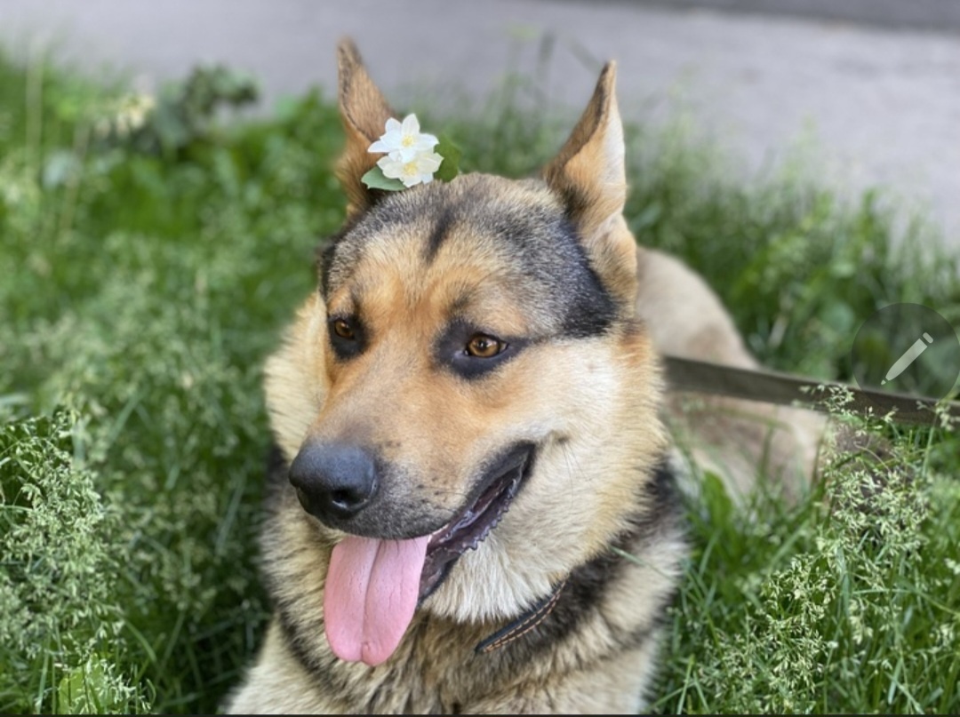 Бакс. Во время нашей совместной прогулки при жизни Кирилла.
