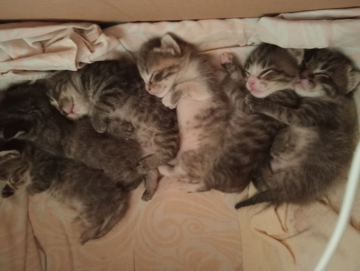 После сытного обеда...... полагается поспать!