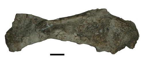 Голотип левой лопатки эвбрахиозавра, фото.