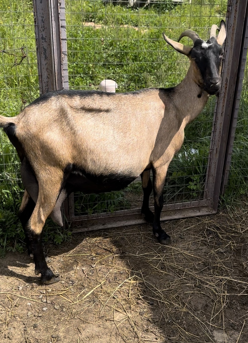 Наша Звездочка.