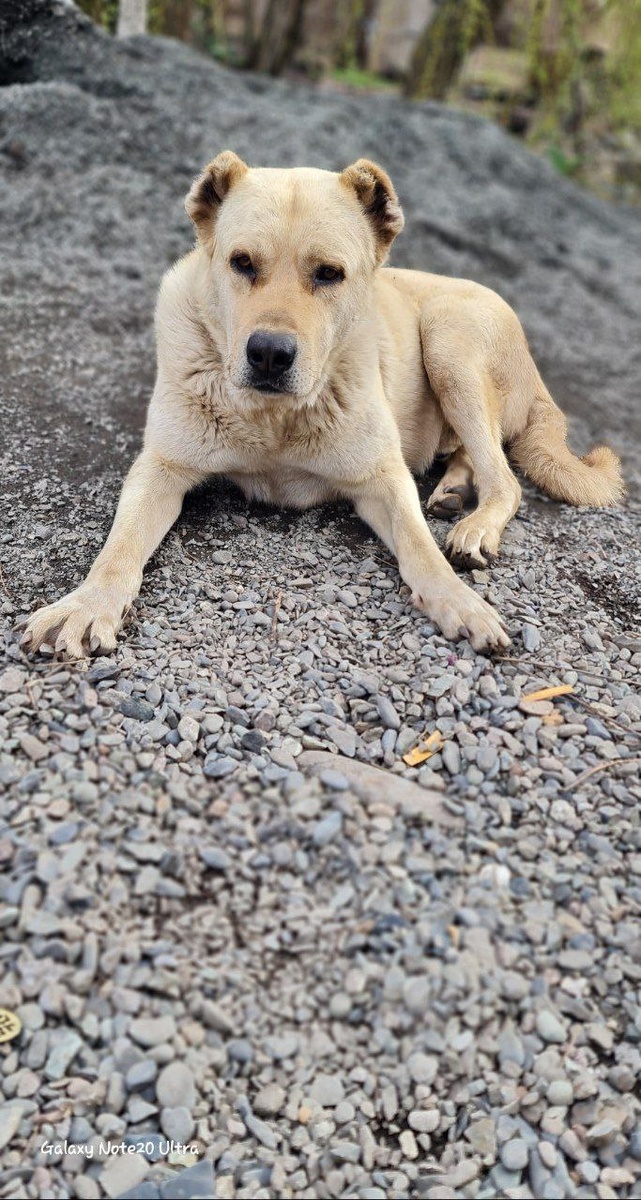 Пумба (из архива автора)