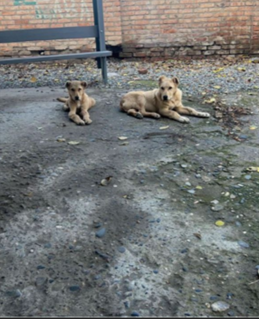 Вот такими мы забрали малышей (из архива автора)