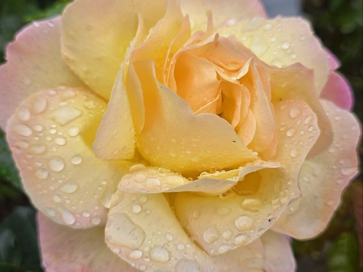 Розы не заболеют даже в дождь! Плановая обработка от болезней и вредителей