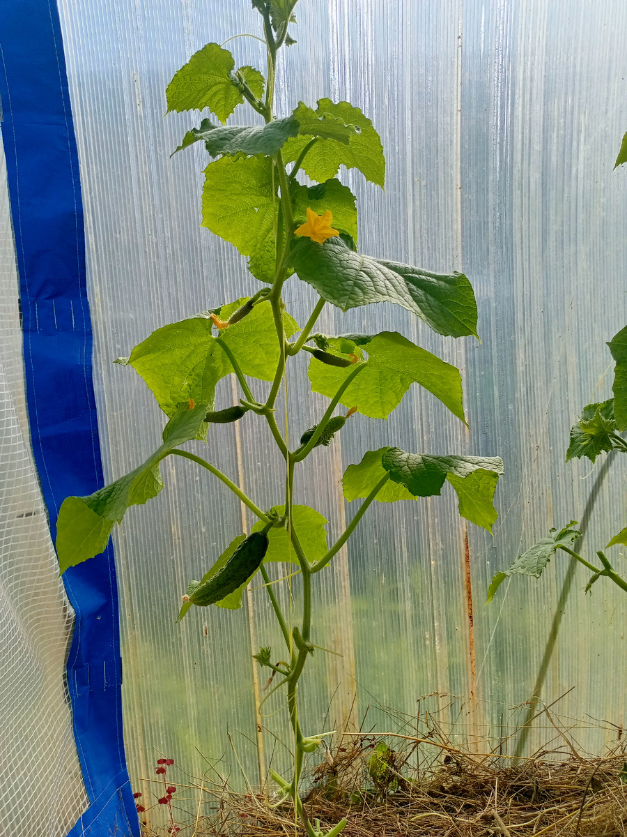 Огурчики зреют 