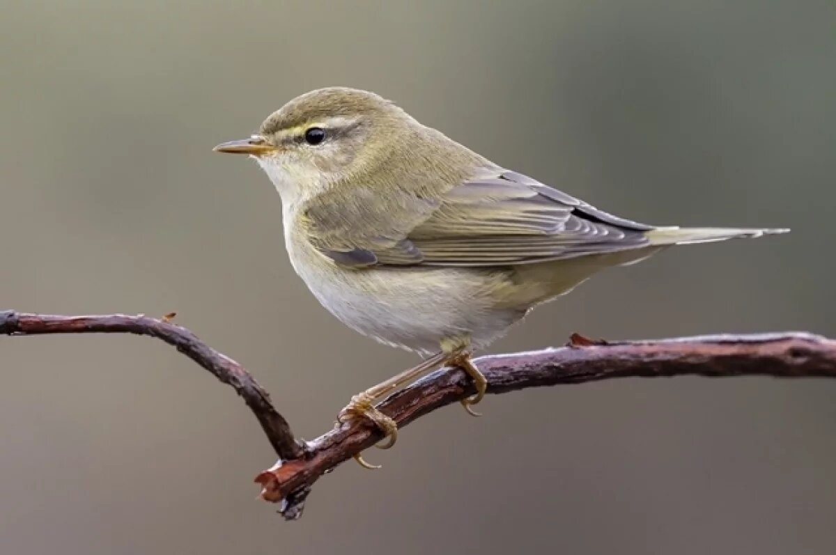    В Тюменской области насчитали 30 соловьев