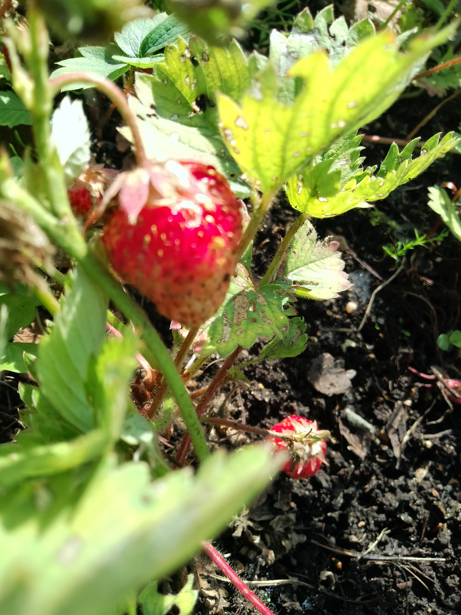Фото автора. Клубника на даче. Она ещё растет, но есть тоже можно