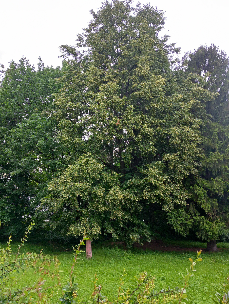 Липа мелколистная цветёт 