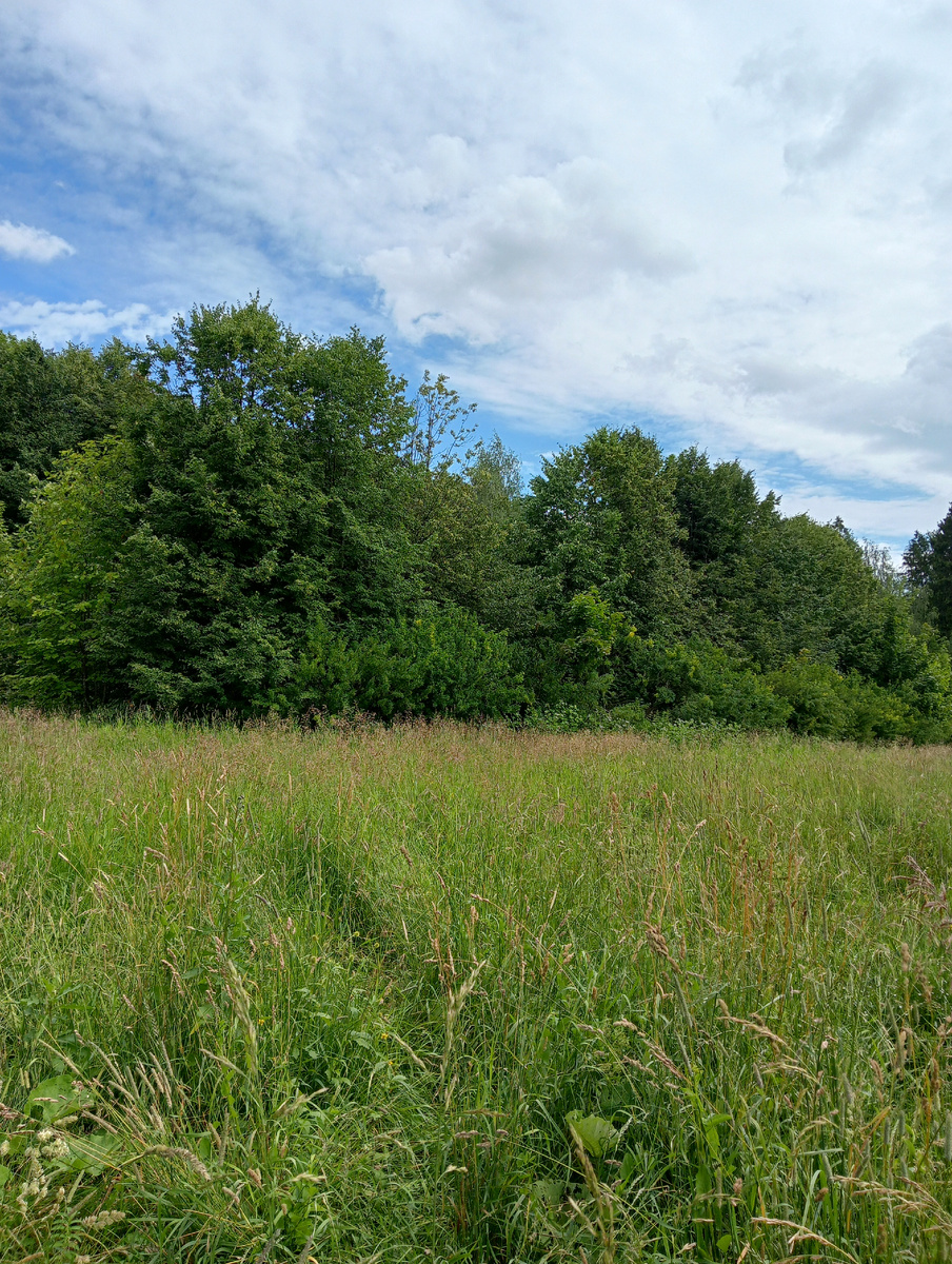 Липовая аллея в окружении акаций Бицевский лесопарк 