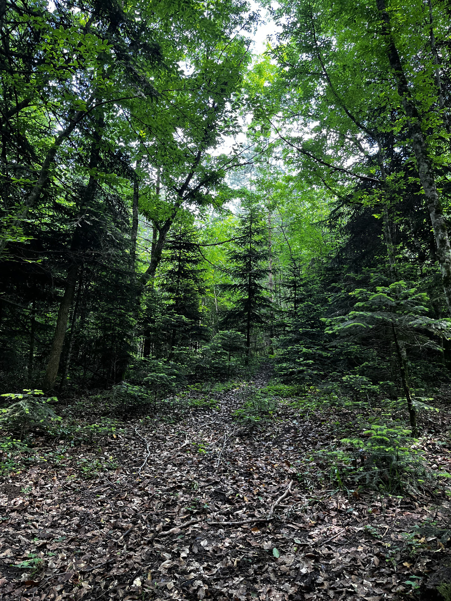 Лес вокруг тропы