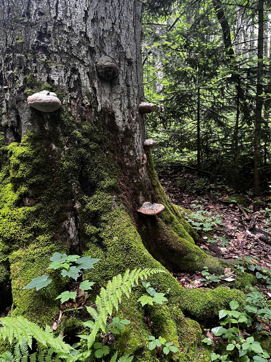 Огромные деревья и нетронутая природа
