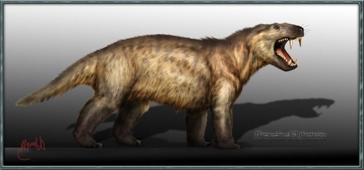 Чиникводон вида C.theotonicus.