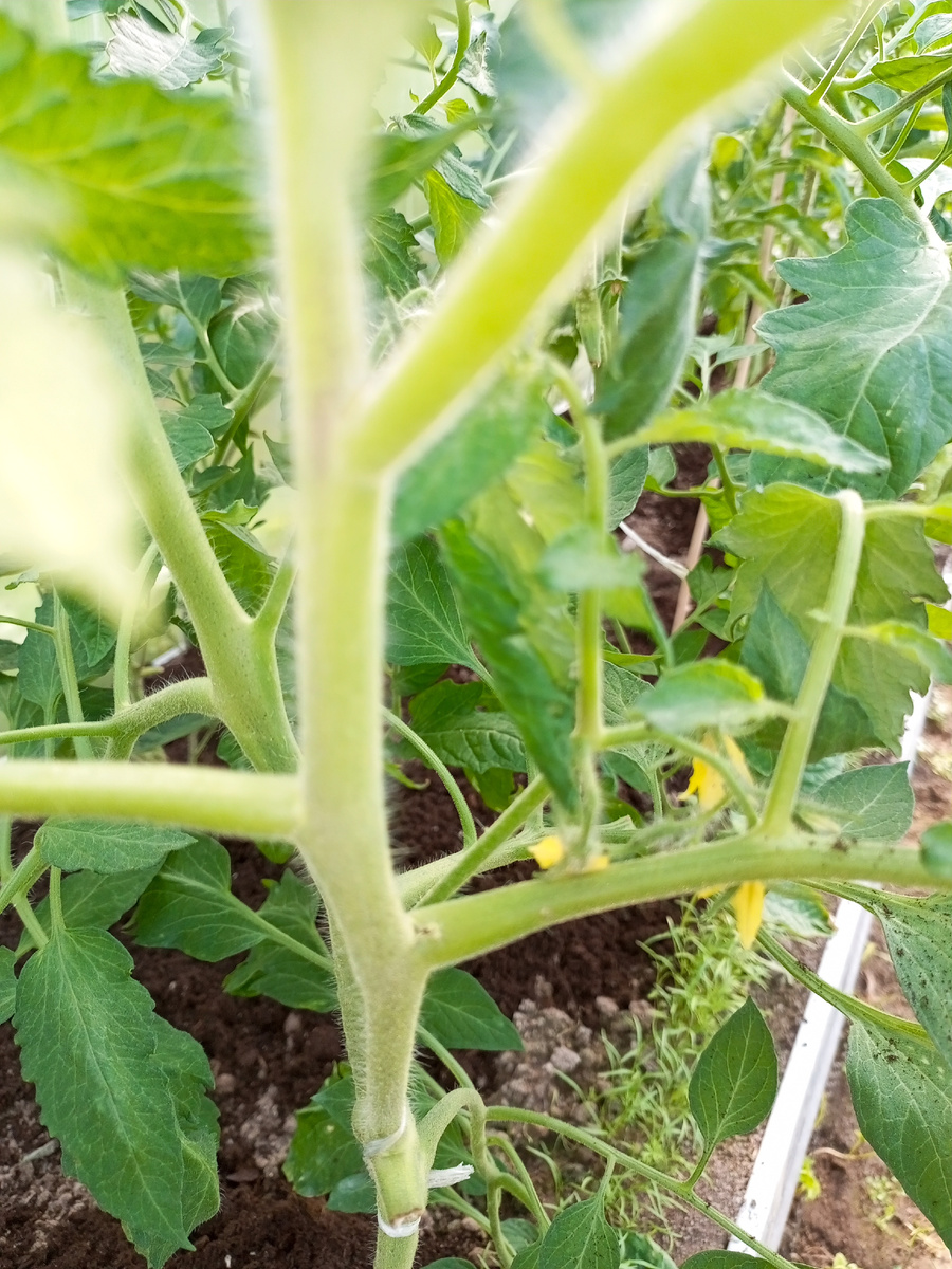 Толстый ствол. 