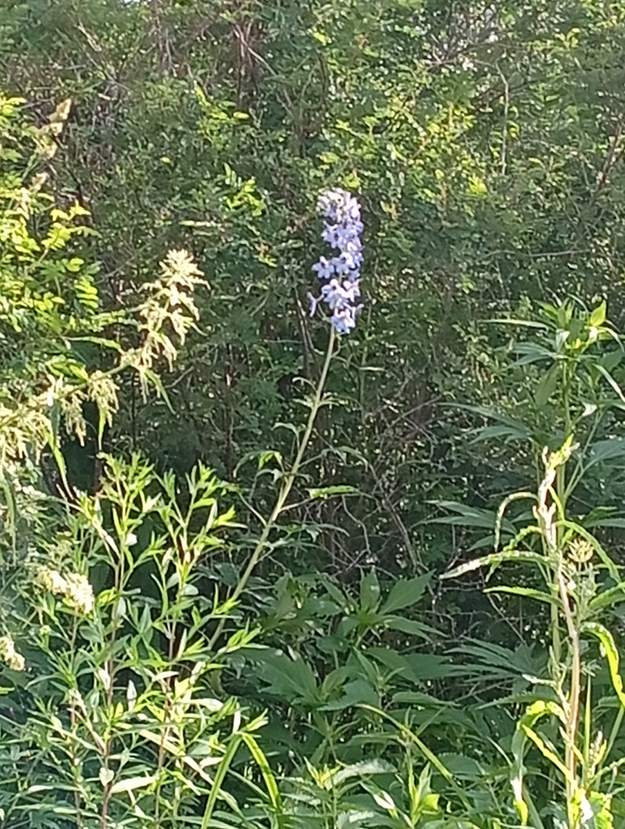Цветок на прогулке засняла. 