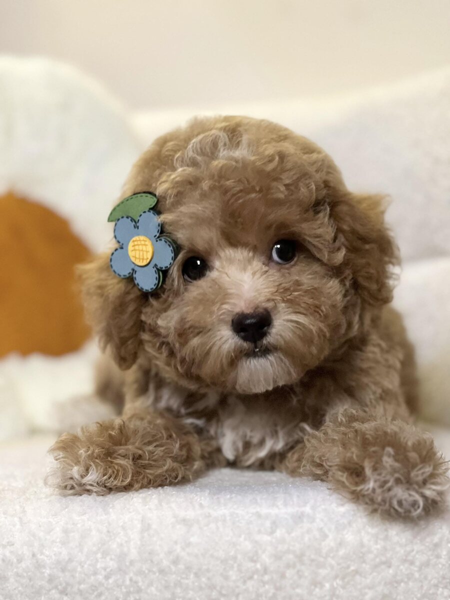 Фото Perfect Pedigree Thailand. Эта девочка мне понравилась сразу, но выбрала я другую. Поскольку эта стоила 40 000 бат (по курсу примерно 96 454 рублей), дороже, чем мой щенок. 