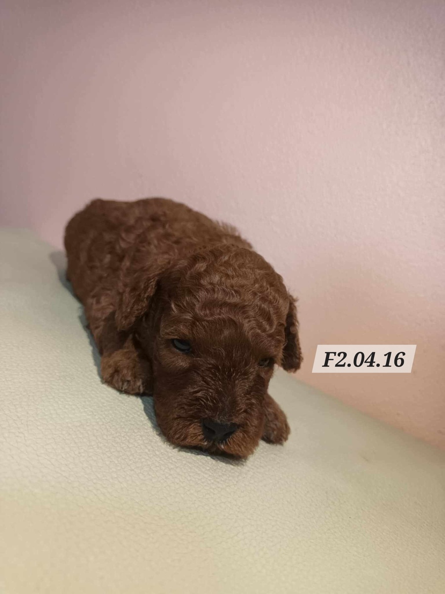 Фото Perfect Pedigree Thailand. Моя же Люсинда выглядела попроще. Но дело в том, что она совсем малышка на этом снимке. Стоимость 28 000 бат (примерно 67 500 рублей).