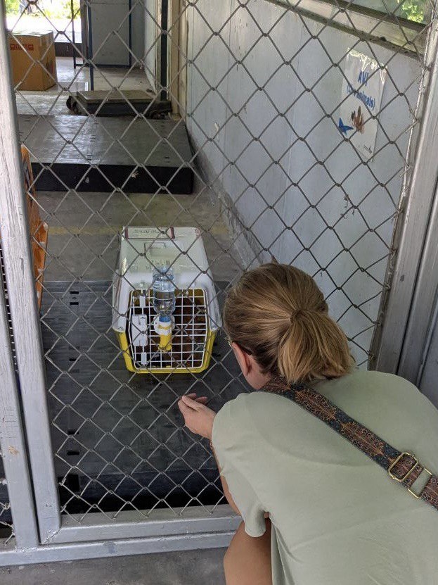 Тут сотрудники еще проверяют груз, а я уже разговариваю с малышкой через решетку. От голоса она быстро успокоилась. 