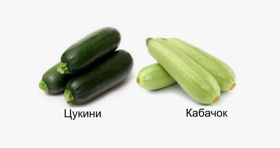 кабачок и цукини