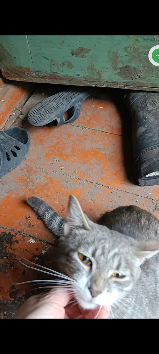 Мама Берега и Ежи