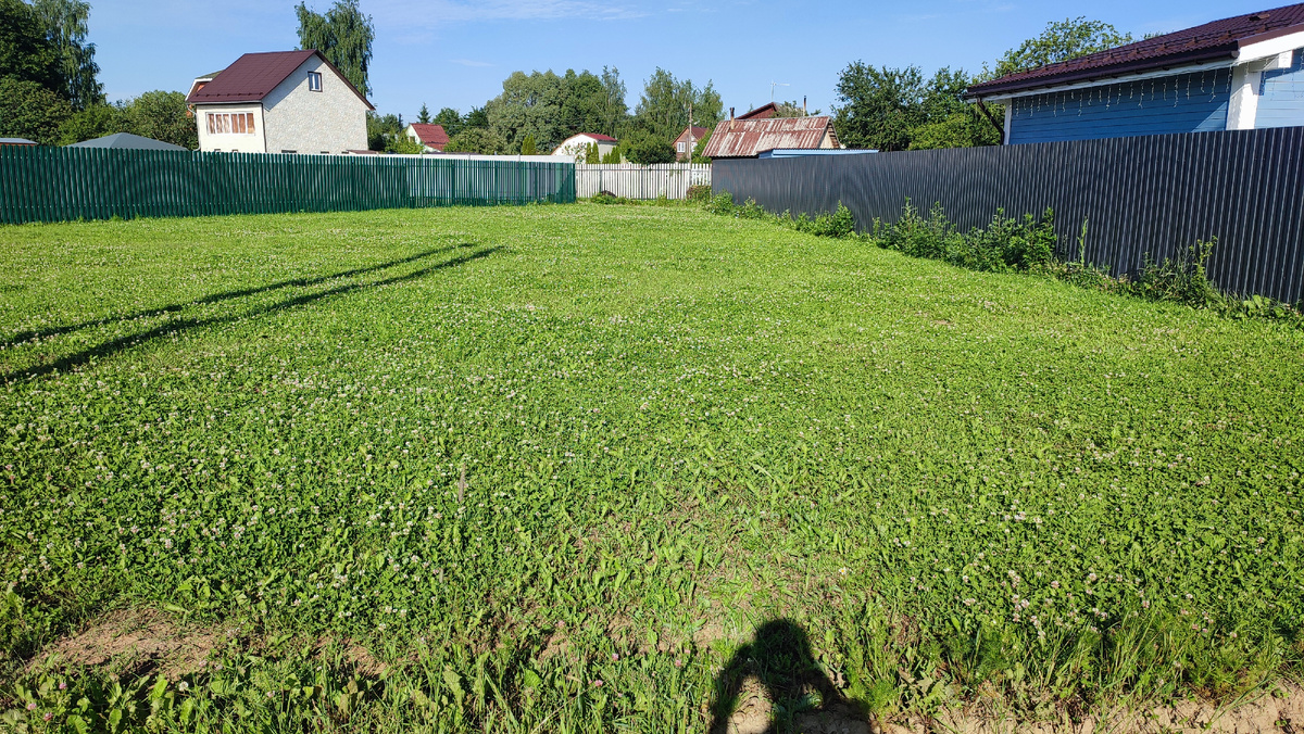Участок у соседей по улице скошен и на нём невысоким ковром растёт клевер