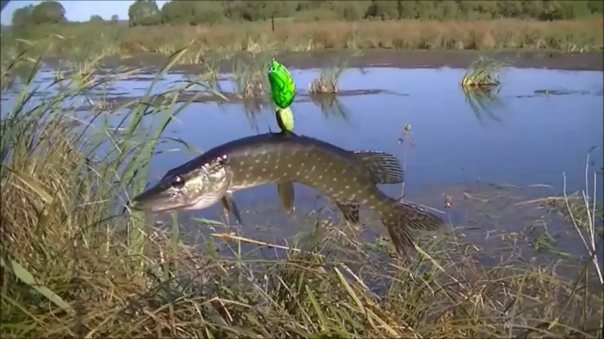 Фото с сайта: https://avatars.mds.yandex.net