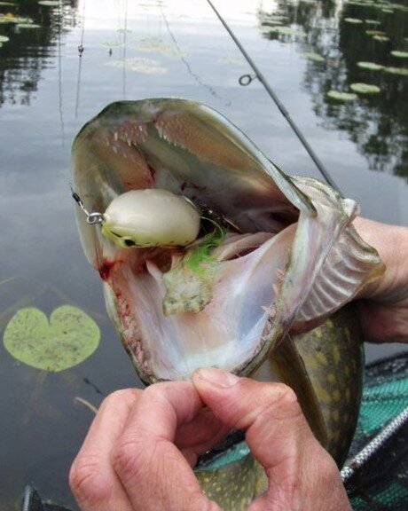 Фото с сайта: https://avatars.dzeninfra.ru