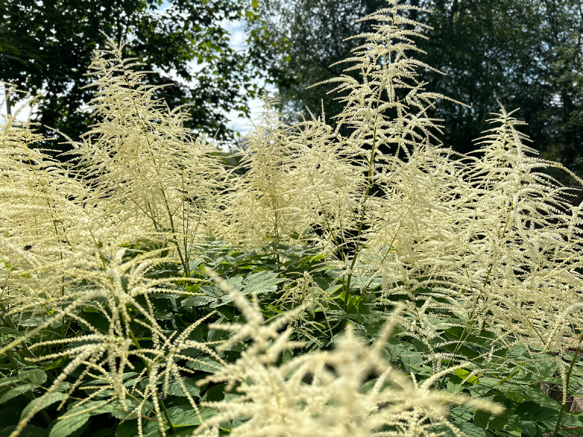 Воздушное ванильное облако из Волжанки 