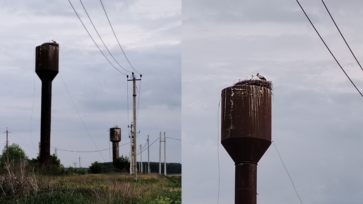    Аисты с птенцами поселились на водонапорных башнях в Троицком Липецкое отделение Союза охраны птиц России | Надежда Тамбовская