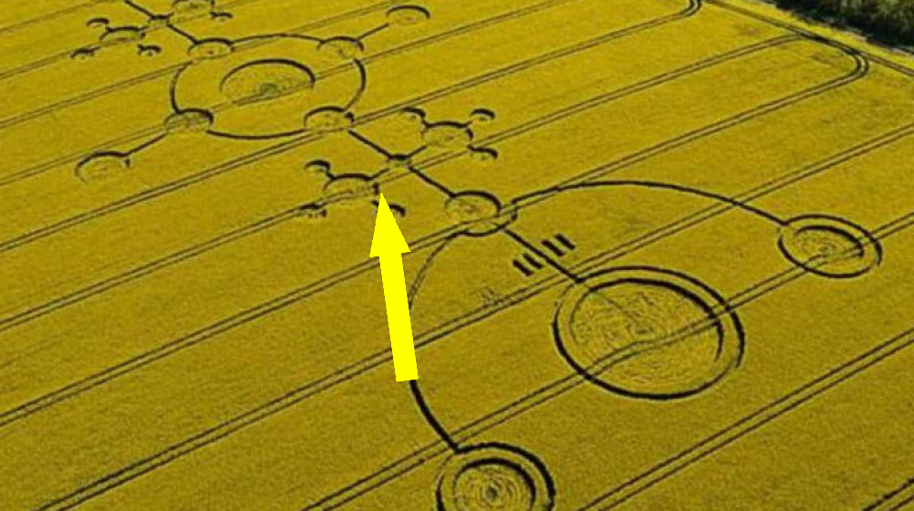    Почему насекомые избегают кругов на полях — загадка, которая удивляет ученых